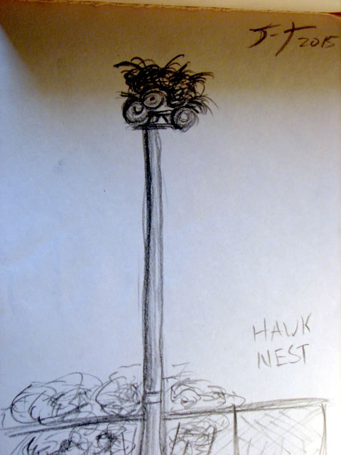 A hawk's nest